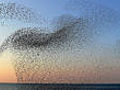 20,000 starlings