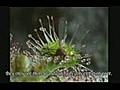 Carnivorous Plants(此為低畫質版本 方便上傳)