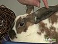 Caring for a Rabbit