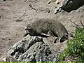 Learn about Elephant Seals