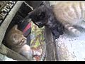 Kitty Slap Fail