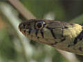 Grass snake