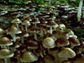 Fungi time lapse