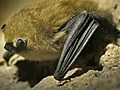 Fungus killing bats