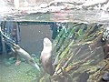 Sea Otter Back Flips For Exercise