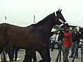 Super Saver arrives for Preakness