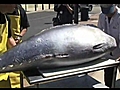 600 lb. Bluefin Tuna at Kome