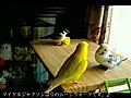 momoちゃんのムーンウォークです♪