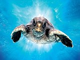 Incredible Journey of Loggerhead Turtles
