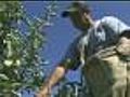 Farmers Rush To Harvest Crops Early
