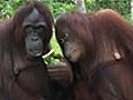 Born to Be Wild - Featurette - Borneo