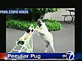 VIDEO: A peculiar pug...