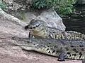 Visit Crocodile Farms in Mombasa,  Kenya