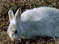 Mountain hares