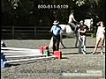 How to Space Cavaletti - Cavaletti Training