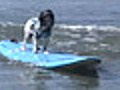 Surf Dog Contest