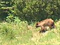 Yellowstone Nat’l Park Bear Encounters