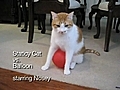 Un chat statique et son ballon