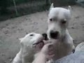 Dogo Argentino - Dogo Arjantin - www.dogo-argentino.azbuz.com