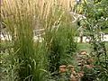 Ornamental Grasses