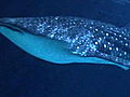 LIFE in the News: Whale Sharks