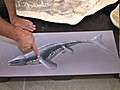 Investigación niega que mosasaurios nadaran como anguilas