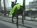 Horse runs through Paris