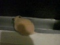 キンクマ　サッシと格闘中