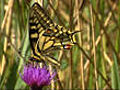 Spotting swallowtails