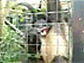 Camera-Shy Monkey Strikes A Pose