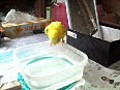 初お風呂