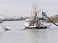 Shrimpers: Feds Wrong On Turtle Deaths