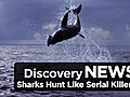 News: Sharks Hunt Like Serial Killers