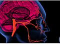 Alzheimer’s  Affects On The Brain