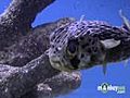 Saltwater Fish Tank - Selecting Live Animals