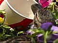 Duck Guards Eggs At Amusement Park