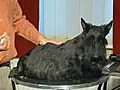 How to Groom the Body - Scottish Terrier