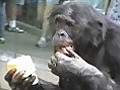 Bonobo Ice Treat Frenzy