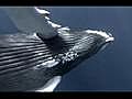 Whale Wars: Humpback Whale Sighting