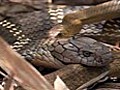 Cobra Vs. Rat Snake