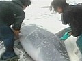 Lucky dolphin involved in frantic rescue