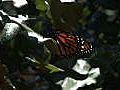 News: Monarch Butterfly Fast Facts