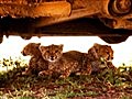 Great Migrations - Cheetah School