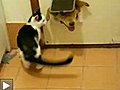 Cat evicts dog at door