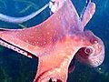 See a Short Film Made by an Octopus