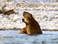 The Homesteading Beaver Duo