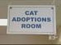 48 Cats Up For Adoption At Delaware Co. SPCA