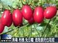 檜木屑種溫室番茄　皮薄香甜品質好 (06/19 15:13)