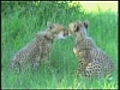 Bébés guépards dans la savane