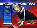 Helmsley the weather dog